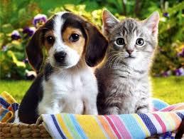 The Ultimate Question: Which is better? Cats or Dogs?!?!