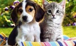 The Ultimate Question: Which is better? Cats or Dogs?!?!