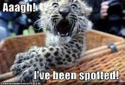 Funny?Leopard?
