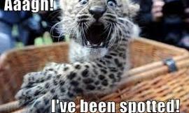 Funny?Leopard?
