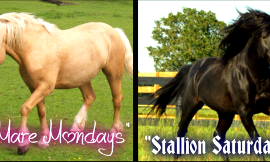 Will you Join my Page "LIVE CLASSES Topic:Horses" and come to a few classes a week?