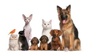 Cats, Dogs, Bunnies, or Birds Cats, Dogs, Bunnies, or Birds