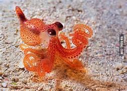 Do You Like Octopuses?