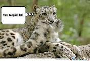 Funny? Leopard? (1)