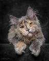 How cute are Maine Coon's?