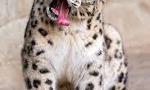 Funny leopard?