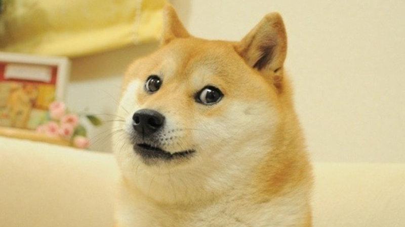 Which doge name sounds the best? Which doge name sounds the best?