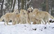 How long do you think you can survive As a wolf in A very hungry pack?