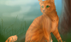 Whose a better match for Squirrelflight?