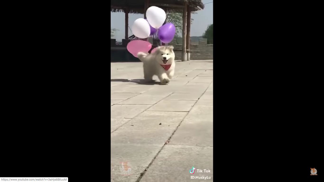 Is this puppy real or not Is this puppy real or not