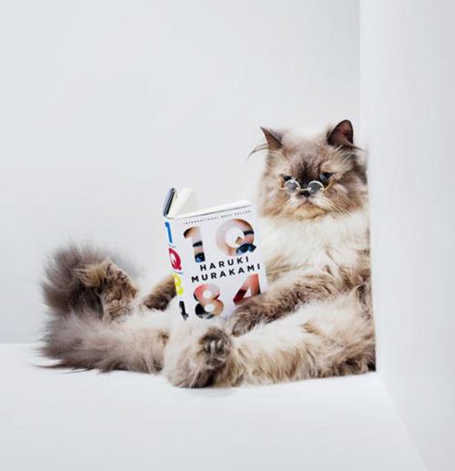Which story would you most likely read? Which story would you most likely read?