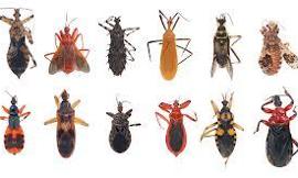 Guess what? An average human accidentally eats 5 pounds of bugs each year!!!