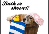 Bath or Shower?