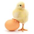 This might be weird but, Which came first, the chicken or the egg?