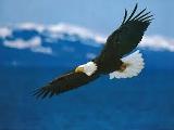 Do you like eagles?