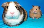 guinea pigs or hamsters?