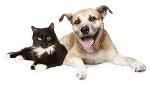 Which is better, dogs or cats?