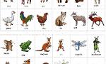 What Is Your Favorite Animal? (5)