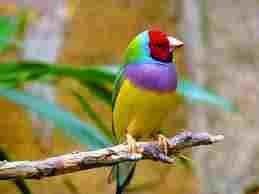 whats your favorite backyard bird? whats your favorite backyard bird?