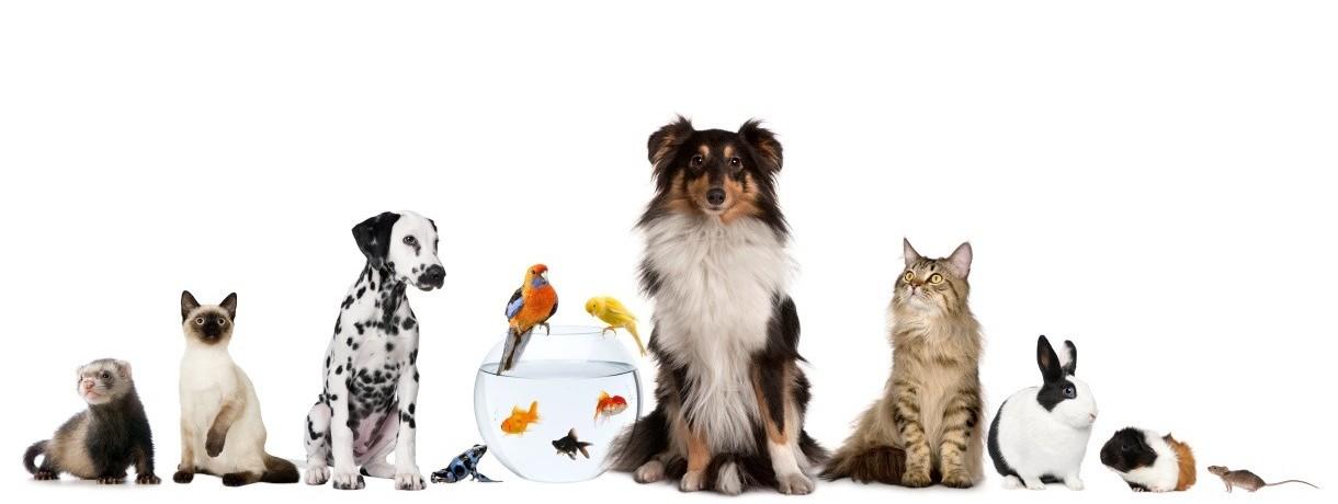 Which pet is best?