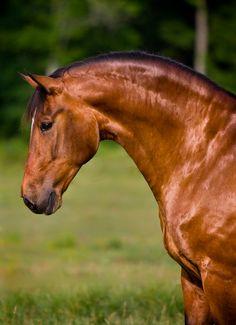 What's your favorite horse coat color?