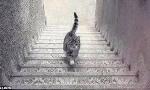 Is this cat walking Upstairs or Downstairs?