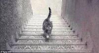 Is this cat walking Upstairs or Downstairs?