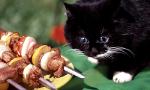 What is your warrior cat's favorite food?