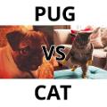 Pugs Vs Cats