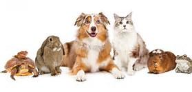 Which pet do you have? Which pet do you have?