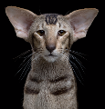 What do you think of Oriental Shorthairs?