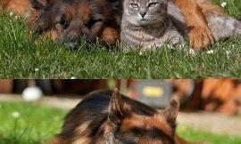 Cats vs Dogs... Which is better?