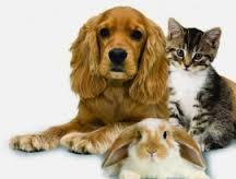 Bunnies, Dogs or Cats?