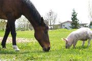 Horses or piglets