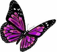 whats your favorite butterfly?