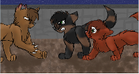 What warrior cat rouge do you like the best?
