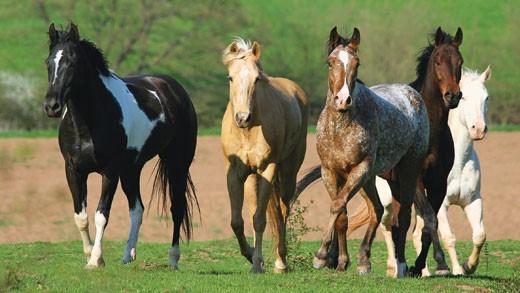 What's Your Favorite Horse Color? What's Your Favorite Horse Color?