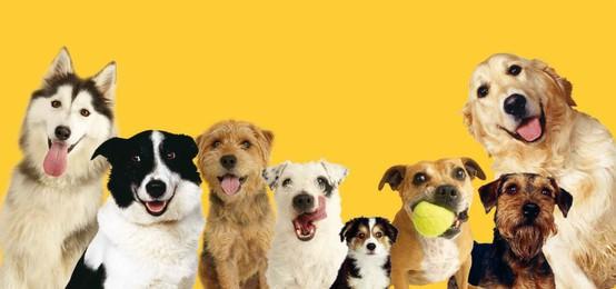 What is your favorite type of dog? What is your favorite type of dog?