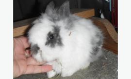 help me name a rabbit