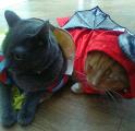 Which cat looks more cuter in their Halloween costume?