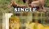 be single or get married?