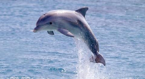 Do you think dolphins are cute?