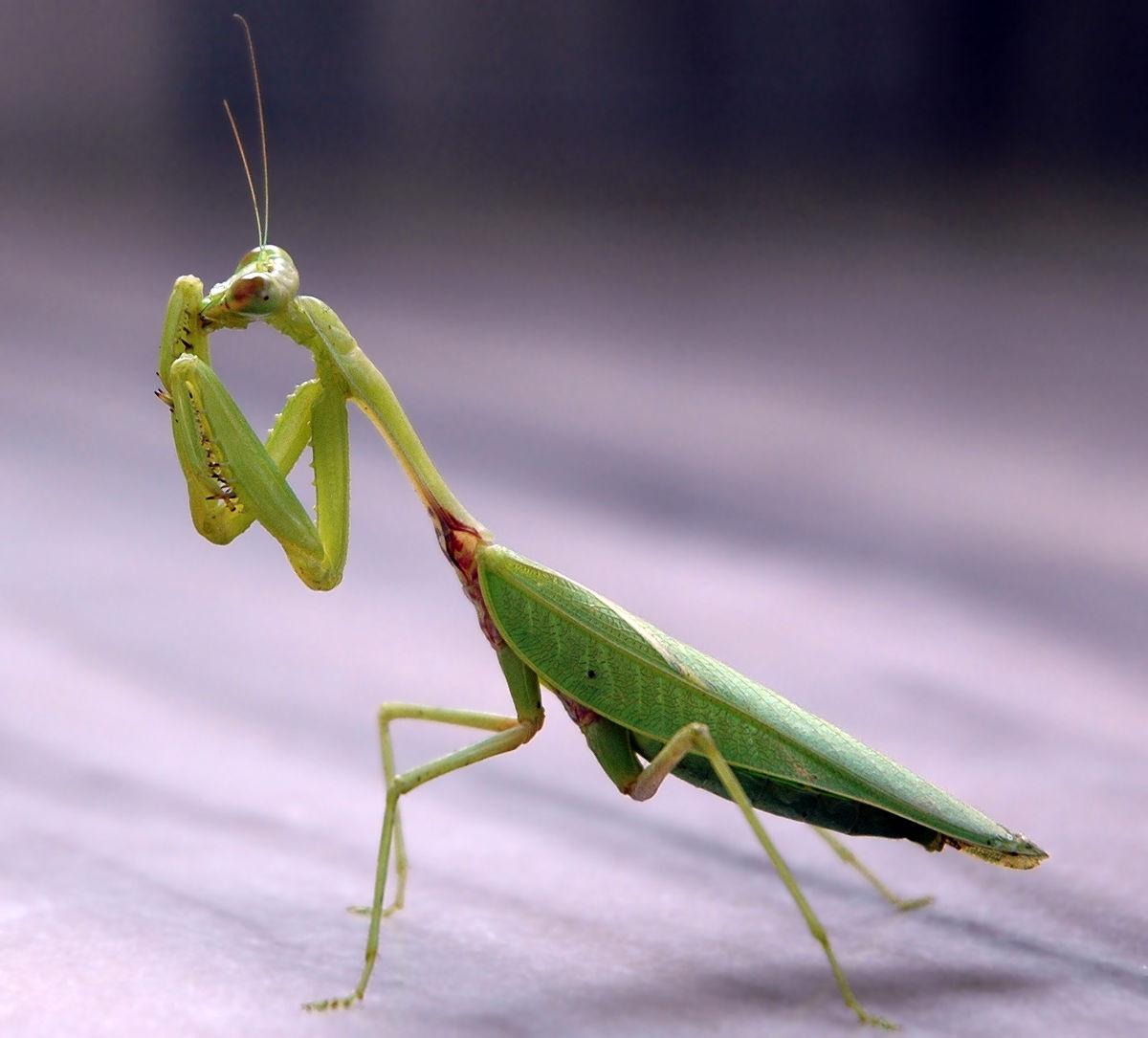 Which mantis is superior?