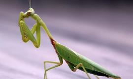 Which mantis is superior?