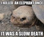Are you a turtle or an elephant?
