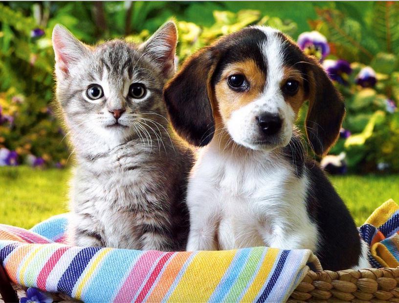 what is your favorite animal 3.0? what is your favorite animal 3.0?
