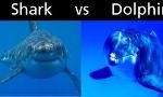 Dolphins or Sharks?