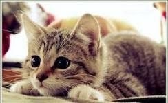 Are you a Kitty person or a Puppy person? Are you a Kitty person or a Puppy person?
