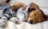 Which pet is more loyal: Dogs or Cats?