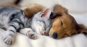 Which pet is more loyal: Dogs or Cats? Which pet is more loyal: Dogs or Cats?